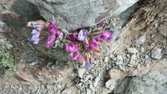 Oxytropis bungei
