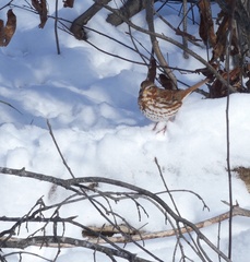 Passerella iliaca iliaca