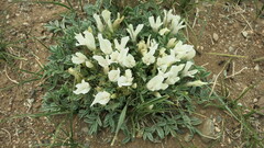 Astragalus brevifolius