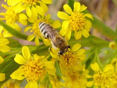 Colletes speculiferus