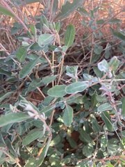 Atriplex semibaccata