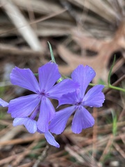 Phlox nivalis