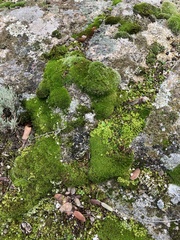 Syntrichia ruralis