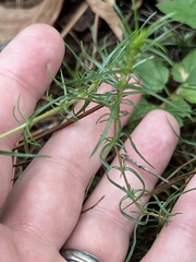 Phlox nivalis