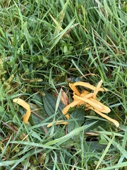 Clavulinopsis helvola