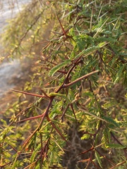 Prosopis chilensis
