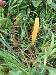 Clavulinopsis helvola