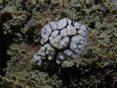 Phyllidiella