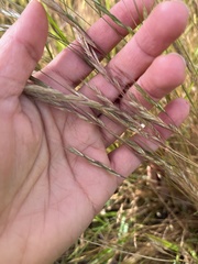 Festuca bromoides