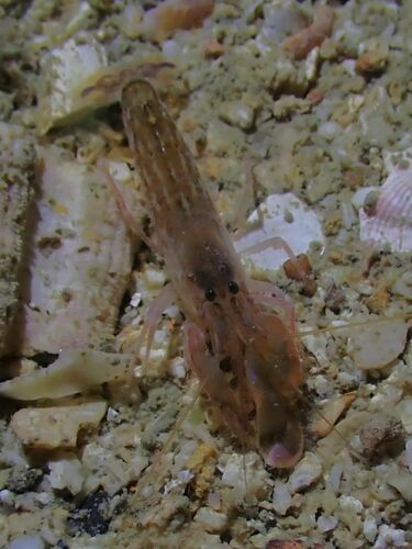 Alpheus edwardsii observed 2022-11-19