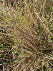 Festuca bromoides