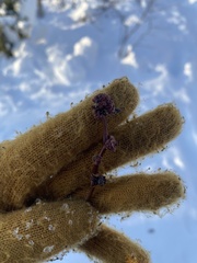 Aceria parapopuli