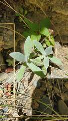 Achyrocline saturejoides