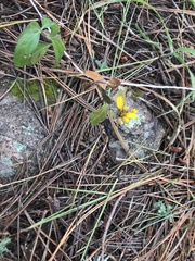 Heliopsis parvifolia