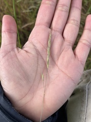 Festuca bromoides