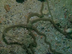 Macrophiothrix