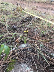 Heliopsis parvifolia