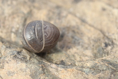 Armadillo officinalis