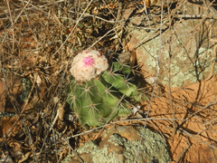 Melocactus schatzlii