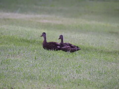 Anas platyrhynchos × fulvigula