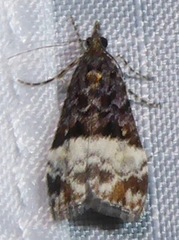 Scoparia minusculalis