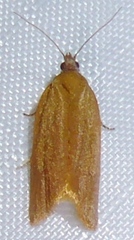 Pyrgotis chrysomela