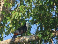 Ramphastos tucanus