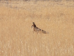 Vulpes vulpes silacea