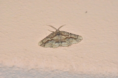Menophra japygiaria