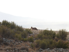 Vulpes vulpes silacea
