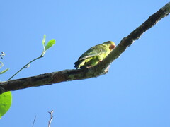 Brotogeris cyanoptera