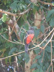 Trogon curucui