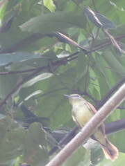 Vireo chivi