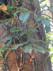 Syngonium angustatum