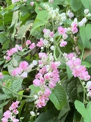Antigonon