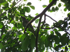 Lipaugus vociferans