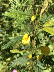 Chamaecrista fasciculata