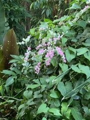 Antigonon