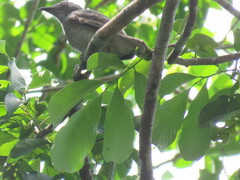 Lipaugus vociferans