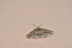 Menophra japygiaria