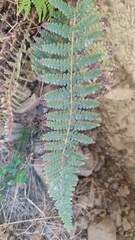 Polystichum montevidense