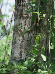 Dendrocolaptes picumnus