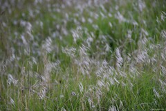 Bromus tectorum