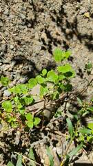 Minthostachys mollis