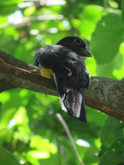 Trogon viridis