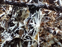Punctularia strigosozonata