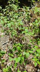 Minthostachys mollis