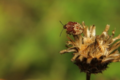 Carpocoris melanocerus