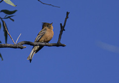 Mitrephanes phaeocercus