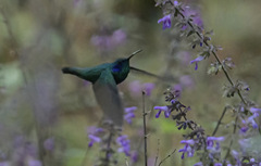 Colibri thalassinus